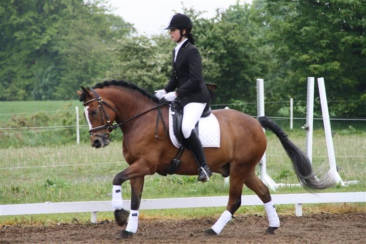 New Forest Flintdales Eu - eu til stævne i jelling vi vandt 1.plads billede 5