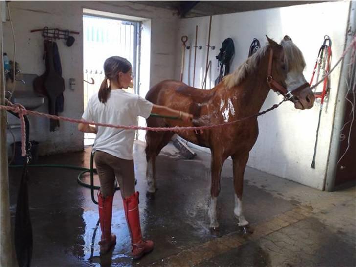 Welsh Pony af Cob-type (sec C) Bloklands  Hilde (solgt)  billede 12