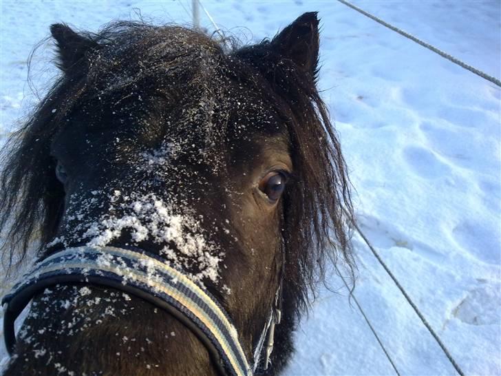 Shetlænder Ejstrups Akeno - SNEEEEE billede 12