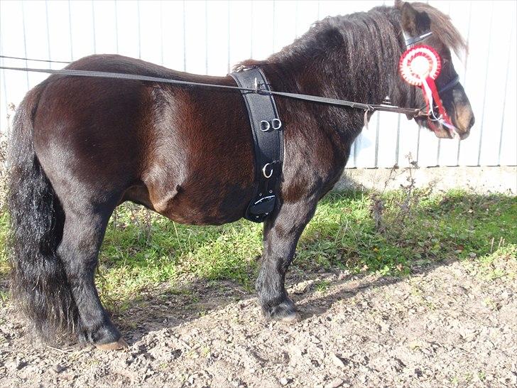 Shetlænder Ejstrups Akeno - 3 november Akeno kan faktisk godt stå pænt billede 14