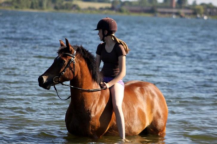 New Forest Dano-gårdens Ice Cube - 27/06-10 Elsker dig mere end noget andet! <3 billede 17