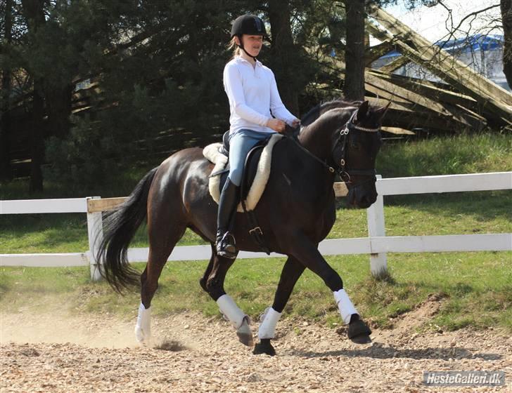 New Forest Oosterhoeven's Larino - Lab i en smuk middeltrav<3 foto:mhl-photo billede 13