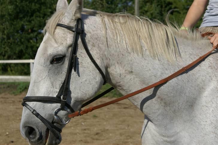 Anden særlig race Sølvstenens Sheik *solgt* - Smukke Sheik billede 12