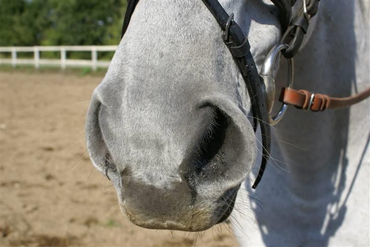 Anden særlig race Sølvstenens Sheik *solgt* - Verdens blødeste mule..... billede 14