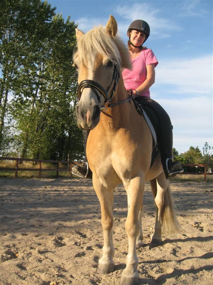 Tyroler Haflinger wacholder - taget d. 17.08.08 billede 5