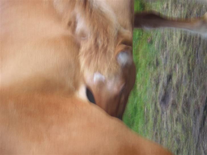 Islænder Fylkir billede 2