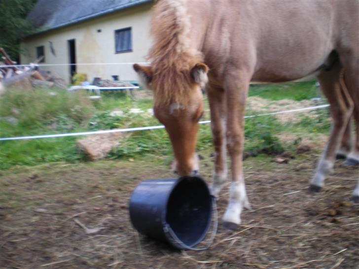 Islænder Fylkir billede 3