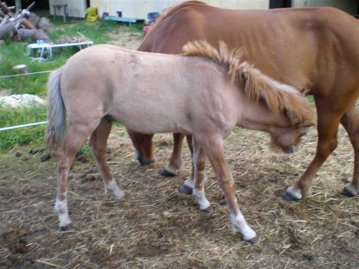 Islænder Fylkir billede 4