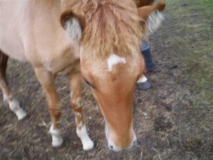 Islænder Fylkir billede 5