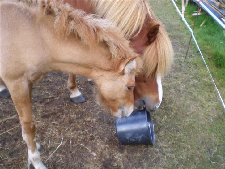 Islænder Fylkir billede 6