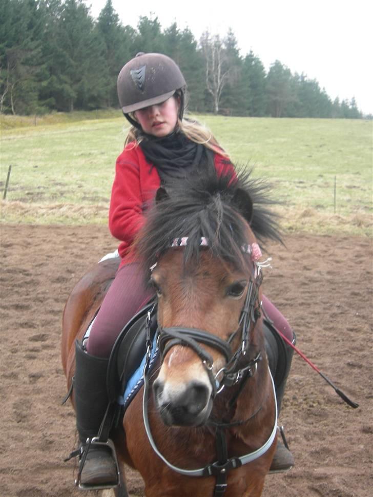 Welsh Mountain (sec A) Mr. Morgan - "Hej jeg hedder Morgan.." ... Fotograf: Mig billede 1