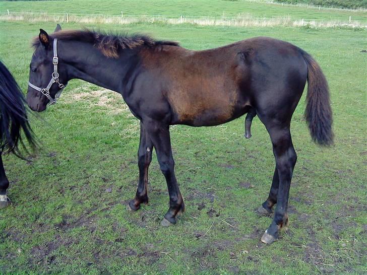 Frederiksborg Ravnholts blaze  (solgt) - det er varmt at være blaze..    4 mdr. og 17 dage. billede 4