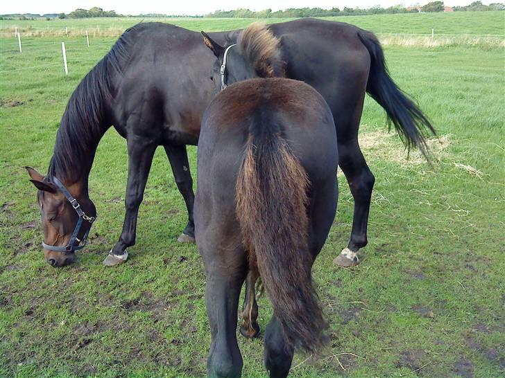 Frederiksborg Ravnholts blaze  (solgt) - se piger LÆKKER røv billede 5