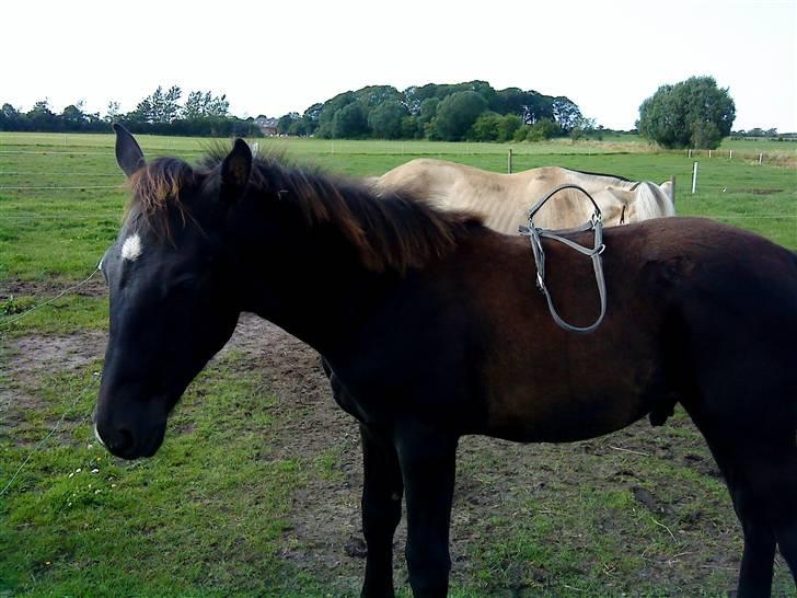 Frederiksborg Ravnholts blaze  (solgt) billede 6