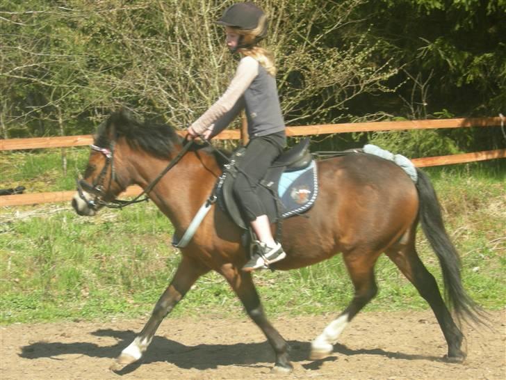 Welsh Mountain (sec A) Mr. Morgan - Morgan på banen ... Fotograf: Mig billede 2