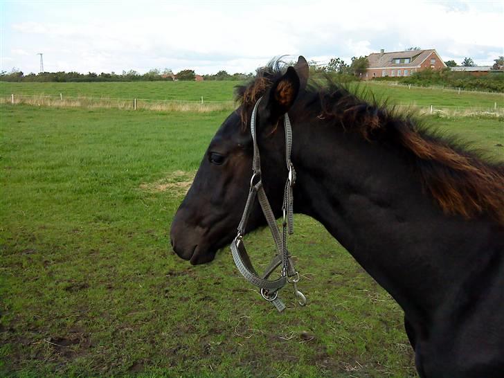 Frederiksborg Ravnholts blaze  (solgt) - han er bare den mest rolige føl jeg kender :-) billede 7