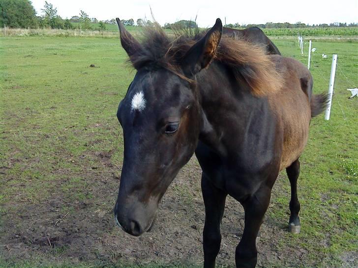 Frederiksborg Ravnholts blaze  (solgt) - er han ikke bare lækker. billede 8