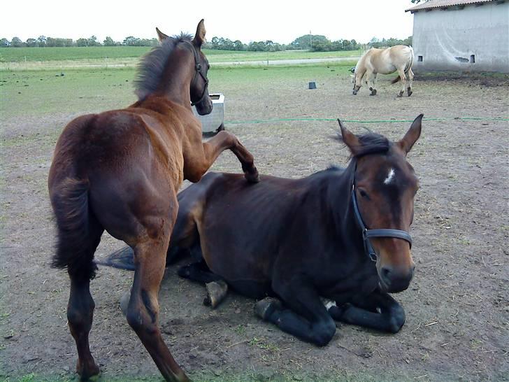 Frederiksborg Ravnholts blaze  (solgt) - så mor nu står jeg på dig billede 9