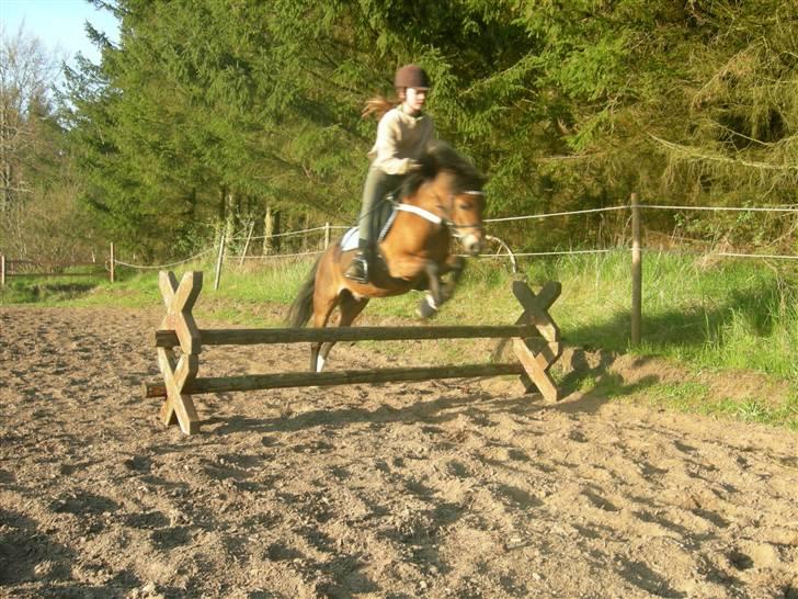 Welsh Mountain (sec A) Mr. Morgan - Morgan Springerr 60, med mig! :P Han er så go! ... Fotograf: Min Mor / Pia Pedersen billede 3