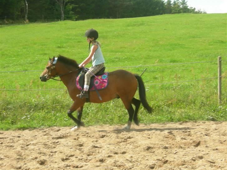 Welsh Mountain (sec A) Mr. Morgan - Morgan på banen ... Fotograf: Mig billede 4