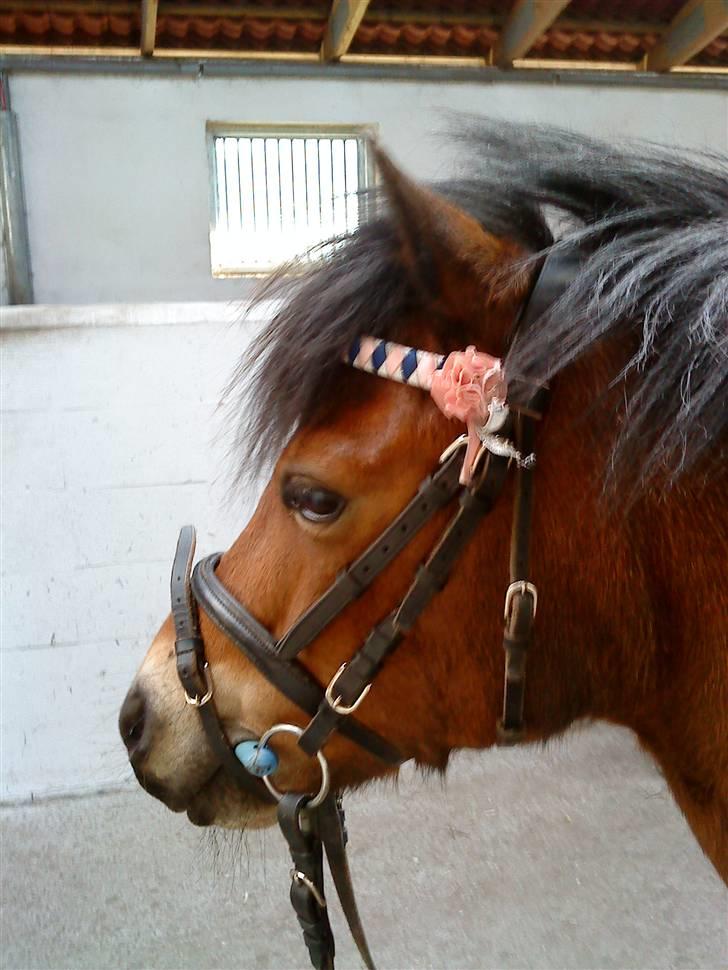 Welsh Mountain (sec A) Mr. Morgan - Morgan på banen ... Fotograf: Mig billede 5