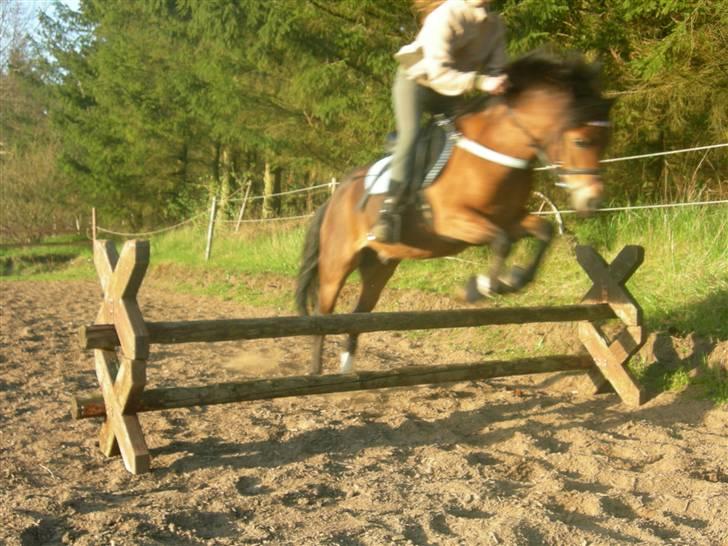 Welsh Mountain (sec A) Mr. Morgan - Morgan Springer 60, med mig! :o) ... Fotograf: Min Mor / Pia Pedersen billede 6