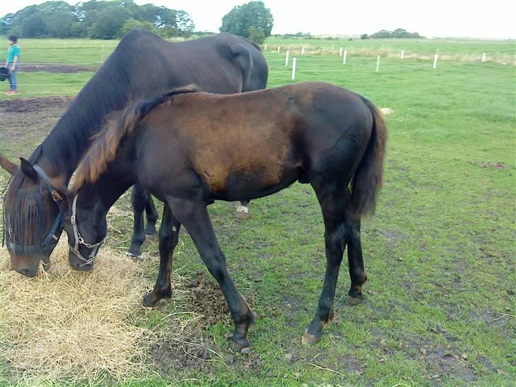 Frederiksborg Ravnholts blaze  (solgt) - jeg elsker bare hø ! ! billede 10