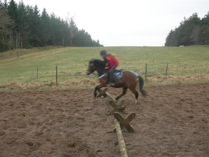 Welsh Mountain (sec A) Mr. Morgan - Morgan springer på banen med astrid ... Fotograf: Mig billede 7