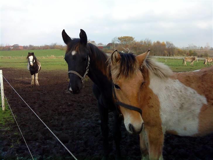 Frederiksborg Ravnholts blaze  (solgt) - Sisi og jeg billede 11