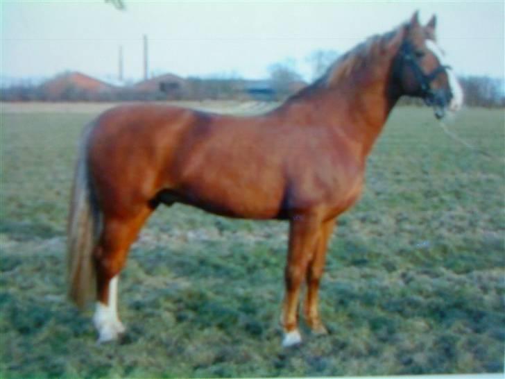 Frederiksborg Ravnholts blaze  (solgt) - ravnholts blaze`s far  Mistral billede 12