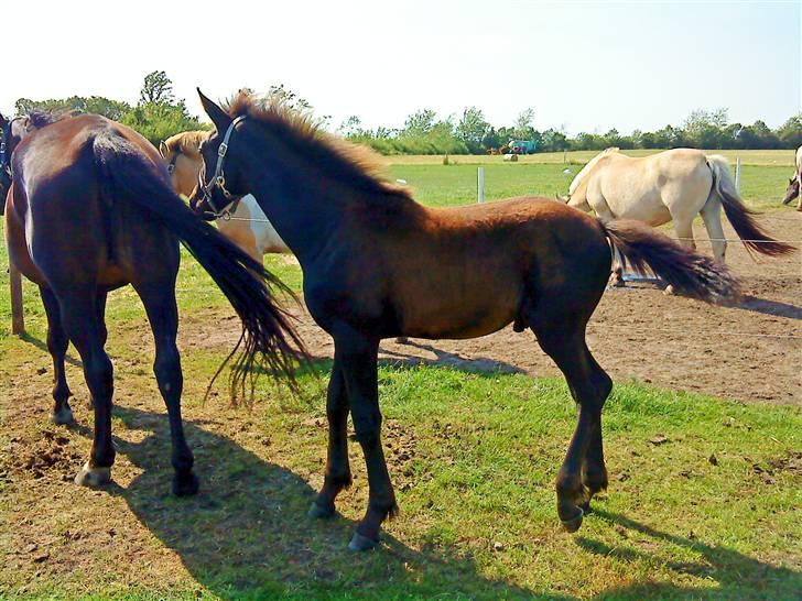 Frederiksborg Ravnholts blaze  (solgt) billede 13