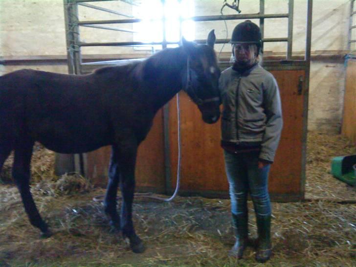 Frederiksborg Ravnholts blaze  (solgt) - han står bare så fin bundet, og bliver nusset. billede 14