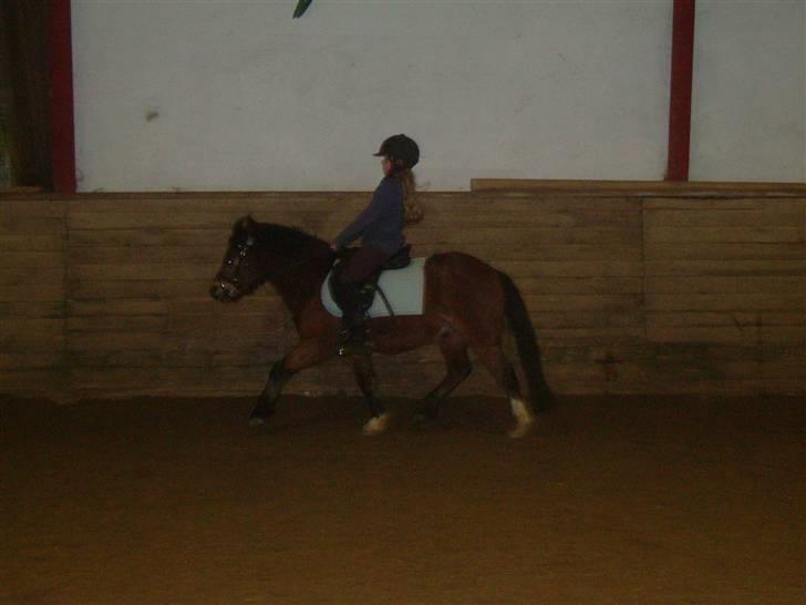 Welsh Mountain (sec A) Mr. Morgan - Morgan i hallen ... Fotograf: Mig billede 8