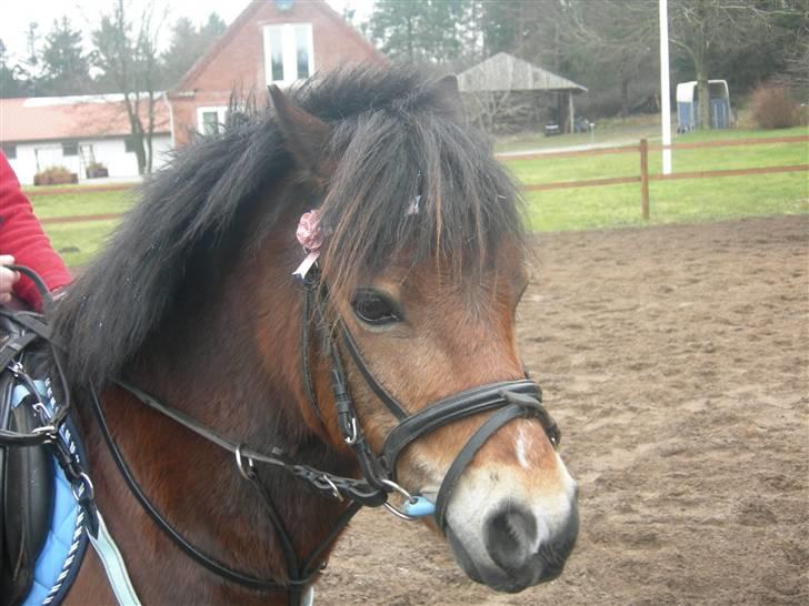 Welsh Mountain (sec A) Mr. Morgan - Morgans smukke hoved ... Fotograf: Mig billede 9