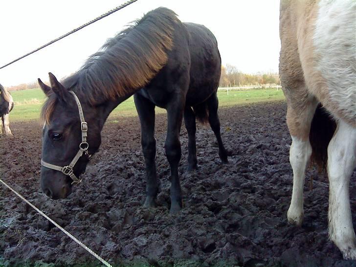 Frederiksborg Ravnholts blaze  (solgt) - hvad spiser de over på den anden fold ? billede 15