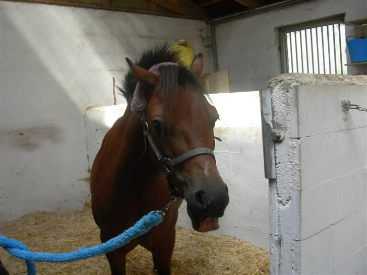 Welsh Mountain (sec A) Mr. Morgan - Morgan i boks "GAB" ... Fotograf: Mig billede 10