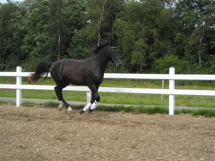 Oldenborg Diablo  " solgt " SAVNET - 2 år 1 / 8 2009  billede 18