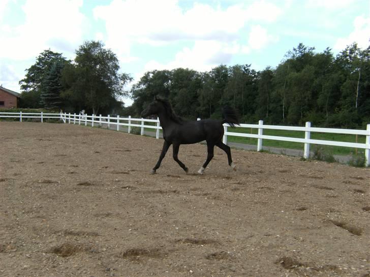 Oldenborg Diablo  " solgt " SAVNET billede 19
