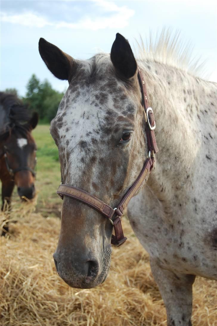 Knabstrupper Loudinna billede 9