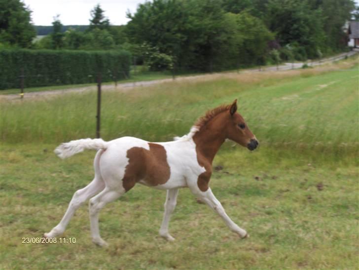 Pinto Shillinaards Waldemar - Waldemar i fuld fart billede 1
