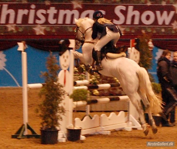 Tysk Sportspony Mona 548 B-pony - 8) Mig og Mona til Danish Christmas show 2008 :) første landsstævne på hende :´*se fotoalbum billede 8