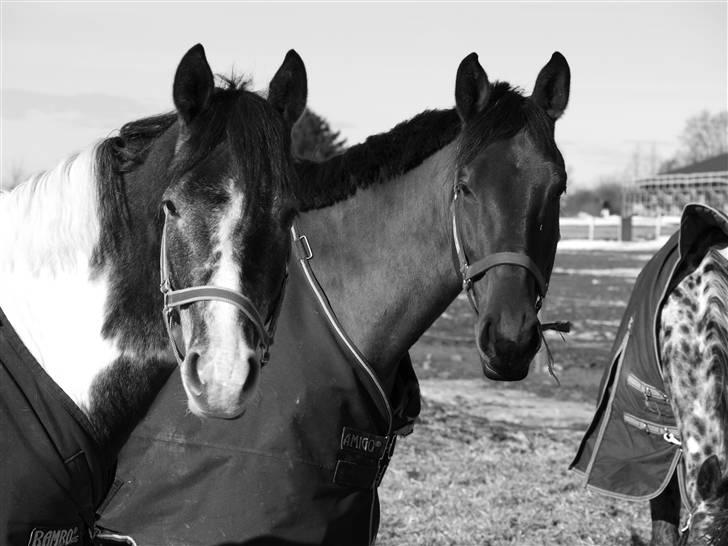 Oldenborg / fuldblod Cadiz <3 - Her sammen med sin aller bedste ven :P billede 8