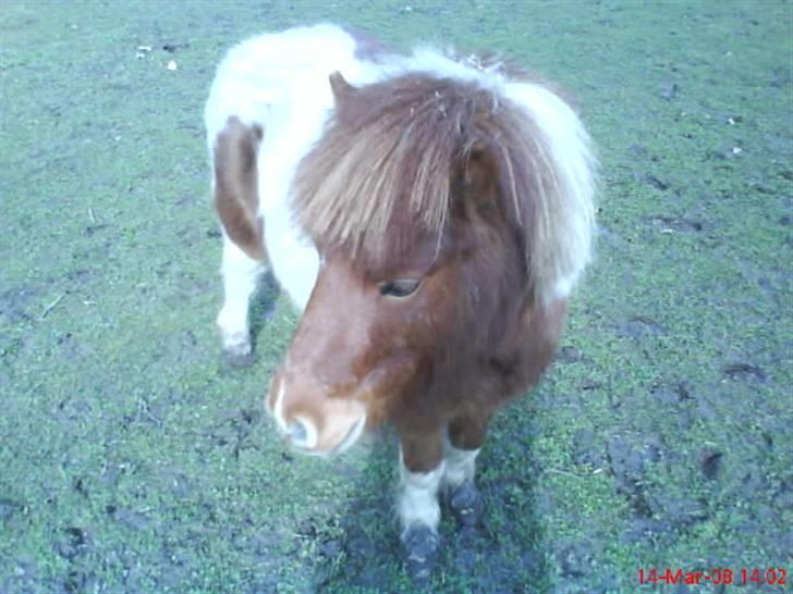 Shetlænder ¬ PINTO <3 - (2) Jeg ved ikke, du ligner en lille dingse. billede 2