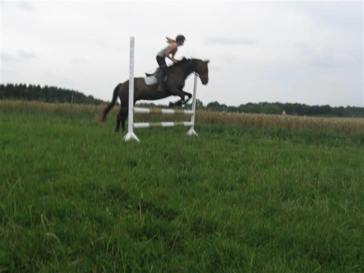 Anden særlig race » Elvis R.I.P - 9 ¬ 70 cm. Ivan Asp Laursen billede 9