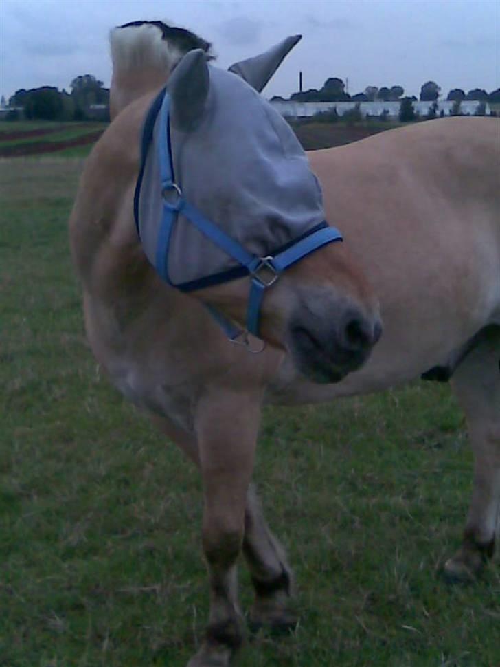 Fjordhest Grisling billede 8