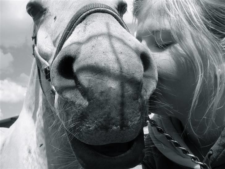 Fjordhest Grisling billede 9
