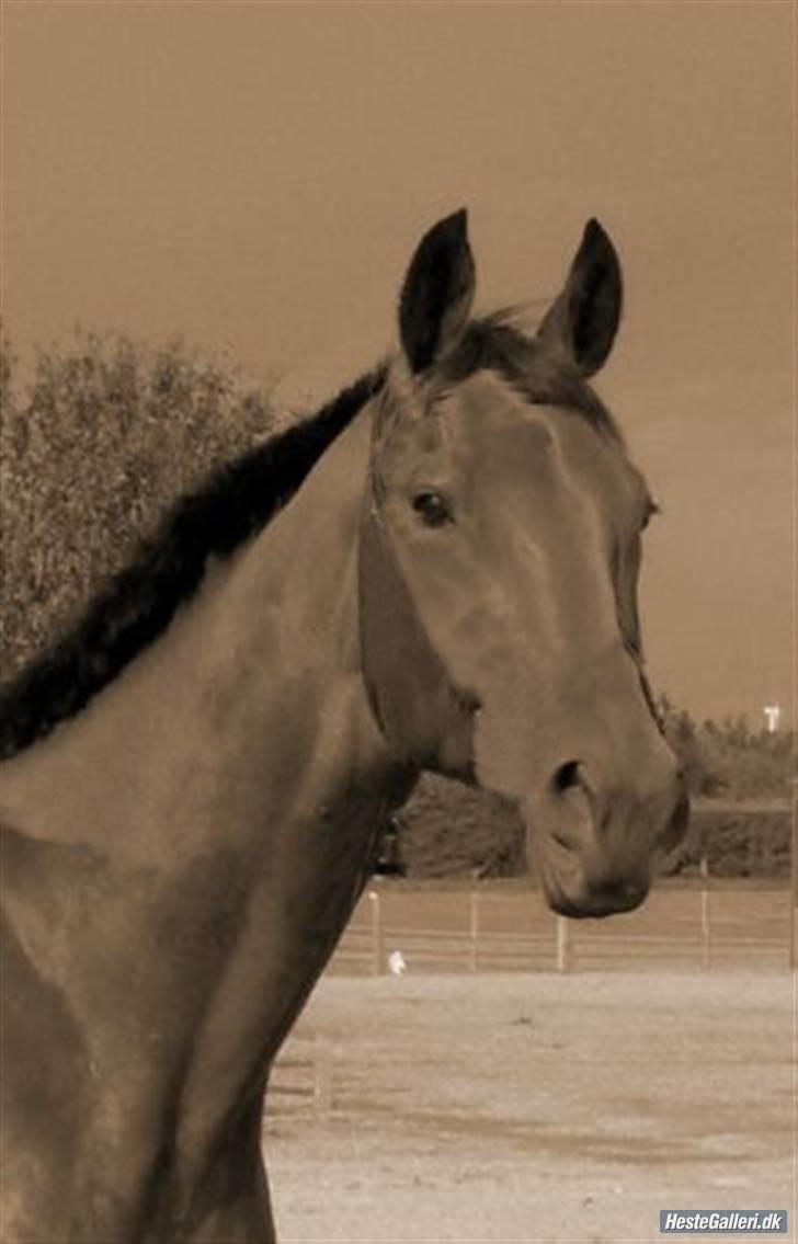 Traver Fasten Seat Belt  R.I.P. billede 12