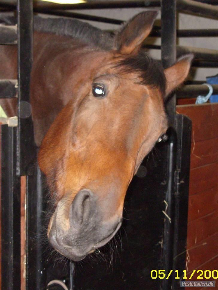 Traver Fasten Seat Belt  R.I.P. - Fræk mig? Nej da:-) Billede taget og udlånt af Lisette. Tak billede 13