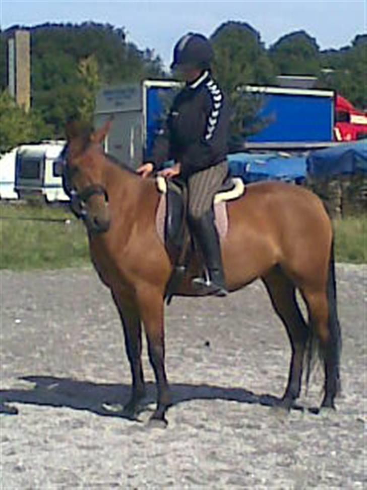 Traver Liselotte Astrup - første gang med rytter på billede 12