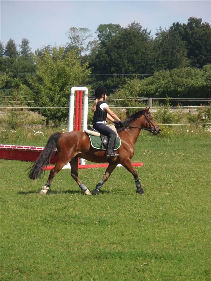 Anden særlig race Felipe *SOLGT ;'( * - Juli 2008 - Har lige fået min dejlige Fille billede 12